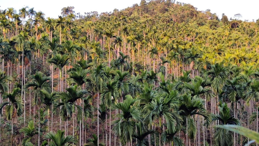 সিলেটের জৈন্তাপুরের গোয়াবাড়ী এলাকায় অবস্থিত এটি।