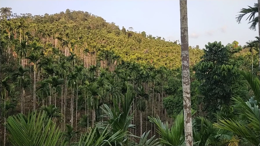সিলেট নগরী থেকে সরাসরি বাস, মাইক্রোবাস, সিএনজি চালিত অটোরিকশা অথবা লেগুনা রিজার্ভ করে যাওয়া যাবে এই সুপারী বাগানে।