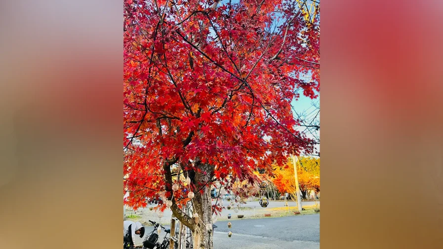 বসন্তের ফুলের মতো রঙিন হয়ে ওঠা মোমিজি। ছবি : মেহের নীগার