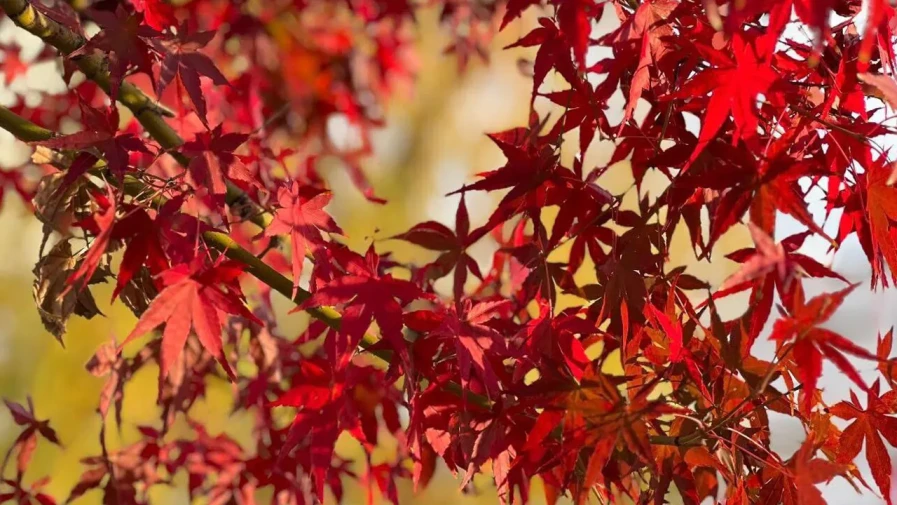 মন মাতানো জাপানি মোমিজি। ছবি : মেহরে নীগার