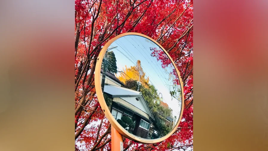 মোমিজির মুগ্ধতা। ছবি : মেহের নীগার