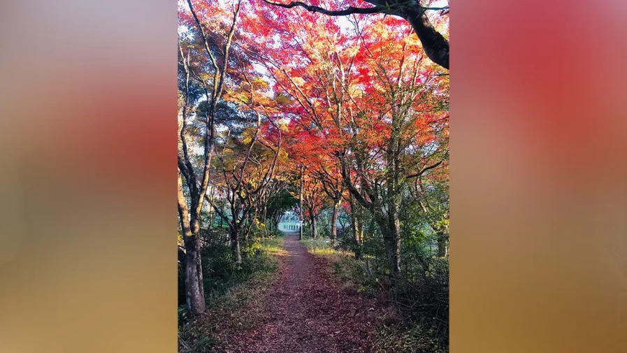 জাপানের চিবার ইয়োরো ভ্যালি। ছবি : মেহের নীগার
